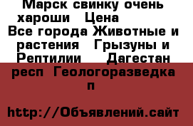 Марск свинку очень хароши › Цена ­ 2 000 - Все города Животные и растения » Грызуны и Рептилии   . Дагестан респ.,Геологоразведка п.